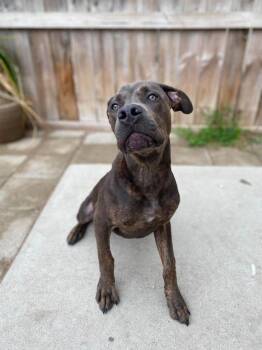 Rogan -  Mixed Breed Dog for Adoption in Muskegon, Michigan - Rogan | PetCurious