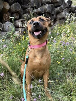 Ava -  Labrador Retriever and Boxer Dog for Adoption in Alpena, Michigan - Ava | PetCurious