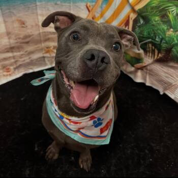 Rescue Pit Bull Terrier and Mixed Breed Dogs for Adoption in South Houston, Texas - Congo | PetCurious