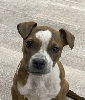 Strawberry -  Pit Bull Terrier and Boxer Dog for Adoption in Fort Collins, Colorado - Strawberry | PetCurious