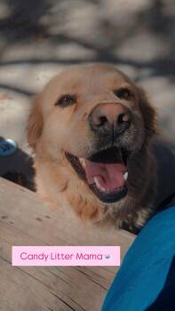 Golden Retriever Dogs Available for Adoption - Tootsie | PetCurious