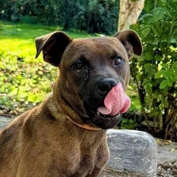 Zibee (20260915-02) -  Labrador Retriever Dog for Adoption in Niagara Falls, Ontario - Zibee (20260915-02) | PetCurious