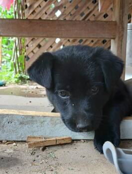 Central Perk : Janice -  German Shepherd Dog and Labrador Retriever Dog for Adoption in Aurora, Indiana - Central Perk : Janice | PetCurious