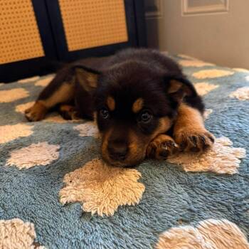 Shepherd Dogs Available for Adoption - Zoro | PetCurious