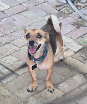 Chihuahua Dogs Available for Adoption in Thousand Oaks, California - Zack Woofs | PetCurious
