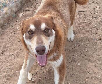 COURAGE -  Alaskan Malamute and Mixed Breed Dog for Adoption in Albuquerque, New Mexico - COURAGE | PetCurious