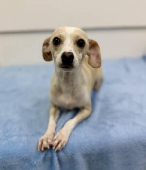 Kurt -  Chihuahua Dog for Adoption in Sonora, California - Kurt | PetCurious