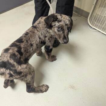 Trail Mix -  Australian Shepherd and Mixed Breed Dog for Adoption in Charlottesville, Virginia - Trail Mix | PetCurious