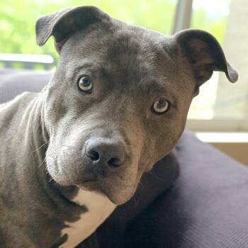 Rescue Pit Bull Terrier Dogs for Adoption in Wickenburg, Arizona - Gideon | PetCurious