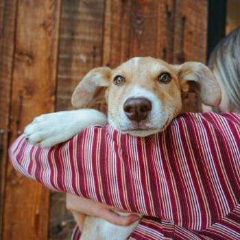Banjo -  Mixed Breed Dog for Adoption in Jackson, Wyoming - Banjo | PetCurious