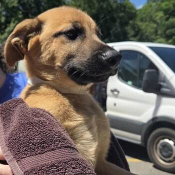 Carson -  Shepherd and Mixed Breed Dog Available for Adoption in Voorhees Township, New Jersey - Carson | PetCurious