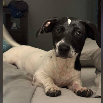 Rescue Terrier Dogs for Adoption in Rockville, Maryland - Pooches | PetCurious