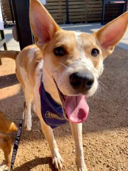 Rescue Australian Cattle Dog Blue Heeler Dogs for Adoption in Shawnee, Oklahoma - Teddy | PetCurious
