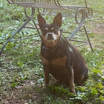 Harley -  Dachshund and Rottweiler Dog for Adoption in Blue Springs, Missouri - Harley | PetCurious
