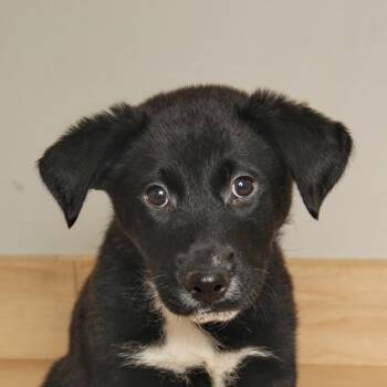 Rescue Border Collie and Mixed Breed Dogs for Adoption in Minnetonka, Minnesota - Choco Taco D67055 | PetCurious