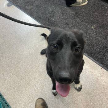 Max -  Labrador Retriever Dog for Adoption in Lewisburg, West Virginia - Max | PetCurious