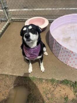 Husky and Mixed Breed Dogs Available for Adoption in Balch Springs, Texas - Arwen | PetCurious