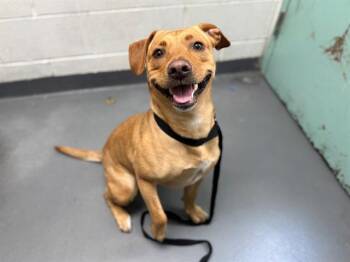 Labrador Retriever and Mixed Breed Dogs Available for Adoption - BUTTERCUP | PetCurious