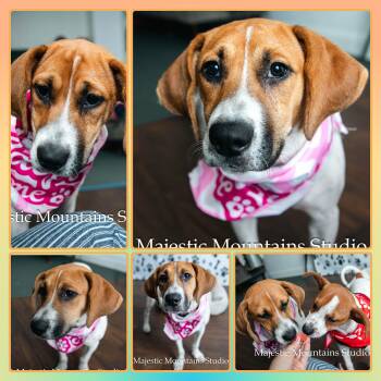 HALEY -  Mixed Breed Dog for Adoption in Buckhannon, West Virginia - HALEY | PetCurious
