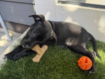 Guinness -  Mixed Breed Dog for Adoption in Pleasanton, California - Guinness | PetCurious