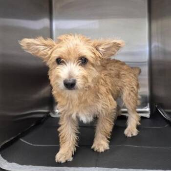 Cicely 26-06-031 -  Chihuahua Dog for Adoption in Bastrop, Texas - Cicely 26-06-031 | PetCurious