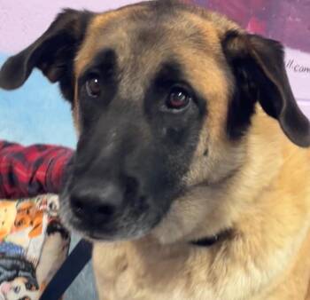 YONAH -  Anatolian Shepherd and Dutch Shepherd Dog for Adoption in Elizabethton, Tennessee - YONAH | PetCurious