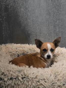 Lele -  Chihuahua and Mixed Breed Dog for Adoption in Roseville, California - Lele | PetCurious
