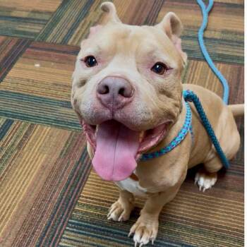 Pit Bull Terrier and American Bulldog Dogs Available for Adoption - Butters | PetCurious