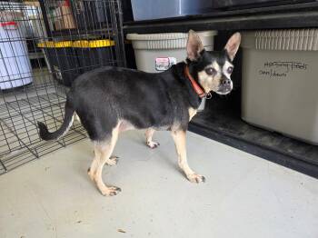 Chihuahua Dogs Available for Adoption in Muldrow, Oklahoma - Mamasita | PetCurious