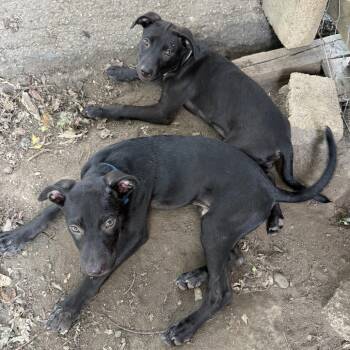 Minnetrista D11952 -  Labrador Retriever and American Staffordshire Terrier Dog for Adoption - Minnetrista D11952 | PetCurious