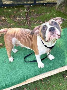 Roast -  Mixed Breed Dog for Adoption in West Chester, Pennsylvania - Roast | PetCurious