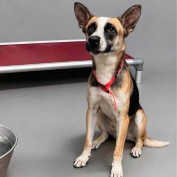 Melly -  German Shepherd Dog Dog for Adoption in Estes Park, Colorado - Melly | PetCurious