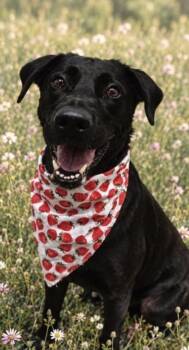 Lulu -  Mixed Breed Dog for Adoption in Hamilton, Ohio - Lulu | PetCurious