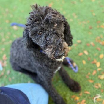 Rescue Sheep Dog and Poodle Dogs for Adoption in Loxahatchee Groves, Florida - Cleo 3463 | PetCurious