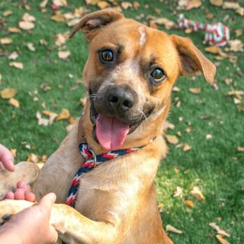 Rescue Mixed Breed Dogs for Adoption in Saint Charles, Missouri - Winston | PetCurious