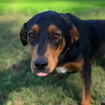 Rescue Black And Tan Coonhound Dogs for Adoption in Erie, Pennsylvania - Rocket | PetCurious