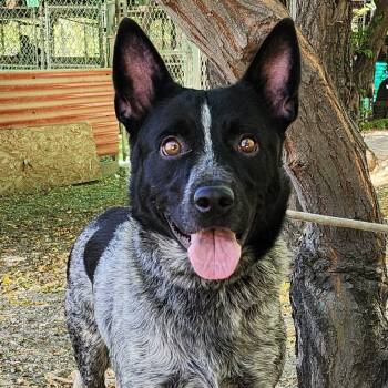 Rescue Australian Cattle Dog Blue Heeler Dogs for Adoption in Burbank, California - Cruise | PetCurious