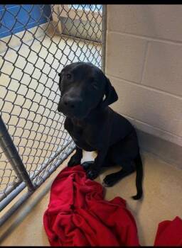 Scampi -  Labrador Retriever and Pit Bull Terrier Dog for Adoption in King William, Virginia - Scampi | PetCurious