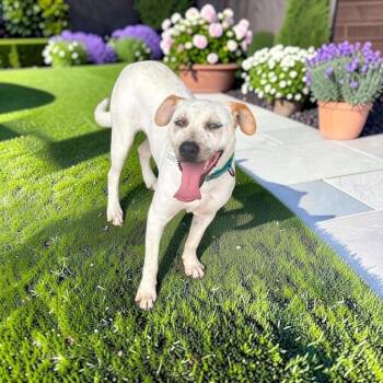Dill -  Australian Cattle Dog Blue Heeler Dog for Adoption in Fort Worth, Texas - Dill | PetCurious