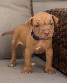 Ella -  Labrador Retriever and Vizsla Dog for Adoption in Pflugerville, Texas - Ella | PetCurious