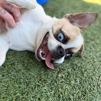 Teagan -  Pug and Chihuahua Dog for Adoption in Allentown, Pennsylvania - Teagan | PetCurious