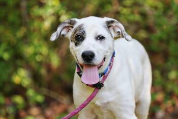 Great Pyrenees and Anatolian Shepherd Dogs Available for Adoption in Maidens, Virginia - Luda | PetCurious
