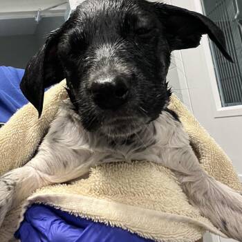 Bingo -  Labrador Retriever and Mixed Breed Dog for Adoption in Richmond Hill, Georgia - Bingo | PetCurious
