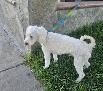 Coco -  Maltipoo Dog for Adoption - Coco | PetCurious