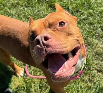 Porkchop -  Pit Bull Terrier and American Staffordshire Terrier Dog for Adoption in Euclid, Ohio - Porkchop | PetCurious