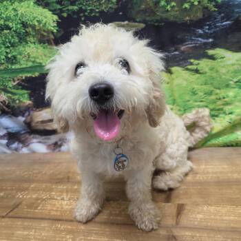 Deacon -  Bichon Frise and Miniature Poodle Dog for Adoption in Normal, Illinois - Deacon | PetCurious