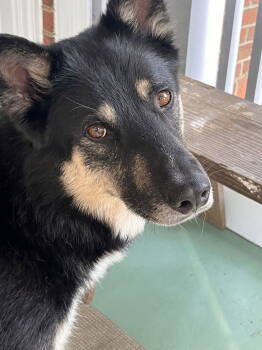 Rescue German Shepherd Dog Dogs for Adoption in Timonium, Maryland - Prince | PetCurious