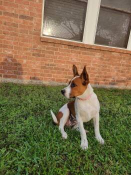 Pointer and Boxer Dogs Available for Adoption in Missouri City, Texas - Harlena BR14303-T | PetCurious
