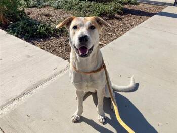 Rescue Labrador Retriever Dogs for Adoption in Tustin, California - LILY | PetCurious