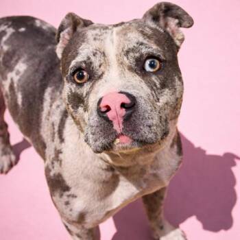Mixed Breed Dogs Available for Adoption in Jacksonville, Florida - LORETTA LYNN | PetCurious